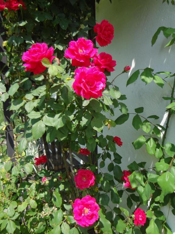Haus Bichl Daire Finkenberg Dış mekan fotoğraf
